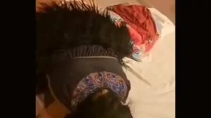 Chamulita De Perrito 1